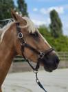 Hongre pie palomino 4 ans 