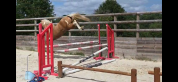 Hongre pie palomino 4 ans 