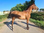 Pouliche Pur sang arabe 2ans