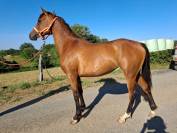 Pouliche Pur sang arabe 2ans