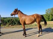 Pouliche Pur sang arabe 2ans