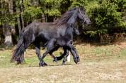 Superbe Poulain Frison plein papiers KFPS par Gosse 526