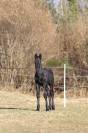 Superbe Poulain Frison plein papiers KFPS par Gosse 526