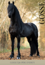 Superbe Poulain Frison plein papiers KFPS par Gosse 526