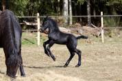 Superbe Poulain Frison plein papiers KFPS par Gosse 526