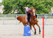 Poney en demi-pension