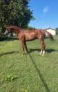 CAVALLO TEDESCO DEL 2019