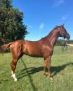 CAVALLO TEDESCO DEL 2019
