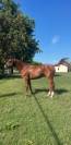 CAVALLO TEDESCO DEL 2019