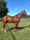 CAVALLO TEDESCO DEL 2019