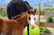Poulain Paint horse PP