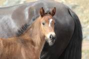 Poulain PRE PP