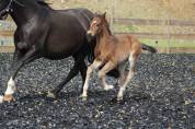 Poulain PRE PP