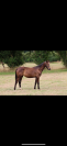 Yearling par Ermitage Kalone x Candy de Nantuel 