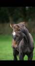 Yearling par Ermitage Kalone x Candy de Nantuel 