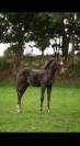 Yearling par Ermitage Kalone x Candy de Nantuel 