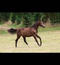 Yearling par Ermitage Kalone x Candy de Nantuel 