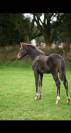 Yearling par Ermitage Kalone x Candy de Nantuel 