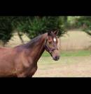 Yearling par Ermitage Kalone x Candy de Nantuel 