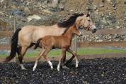 Poulain PRE PP