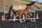 Poulain PRE PP