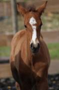 Poulain PRE PP