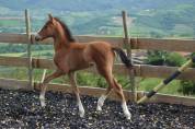 Poulain PRE PP
