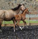 Poulain PRE PP