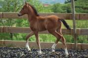 Poulain PRE PP