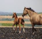 Poulain PRE PP