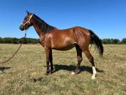 Cavalla PFS Pony Francese da Sella In vendita 2022 Baio