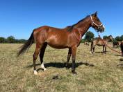 Cavalla PFS Pony Francese da Sella In vendita 2022 Baio