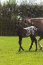 Puzzle de la Chevr’Horse ´Tine