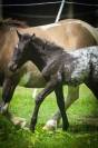 Puzzle de la Chevr’Horse ´Tine