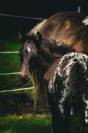Puzzle de la Chevr’Horse ´Tine