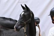 – Superbe Jument Noire de 3 ans, Origines Exceptionnell