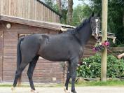 – Superbe Jument Noire de 3 ans, Origines Exceptionnell