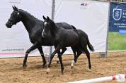 – Superbe Jument Noire de 3 ans, Origines Exceptionnell