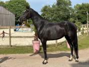 – Superbe Jument Noire de 3 ans, Origines Exceptionnell
