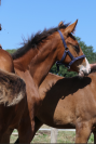 Top origine CSO: poulain Count on me Z* Tinka's Boy