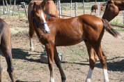 Top origine CSO: poulain Count on me Z* Tinka's Boy