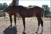 Top origine CSO: poulain Count on me Z* Tinka's Boy