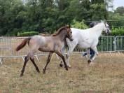 Foal Poney sport origines 4*