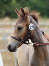 Foal Poney sport origines 4*