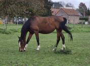 Kaprisse poulinière SFA pleine de Chaplin