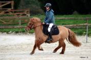 Ponette shetland taille B