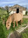Ponette shetland taille B