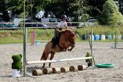Ponette shetland taille B
