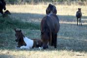 Poulain shetland 