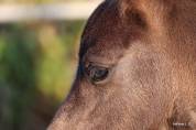 Poulain shetland 